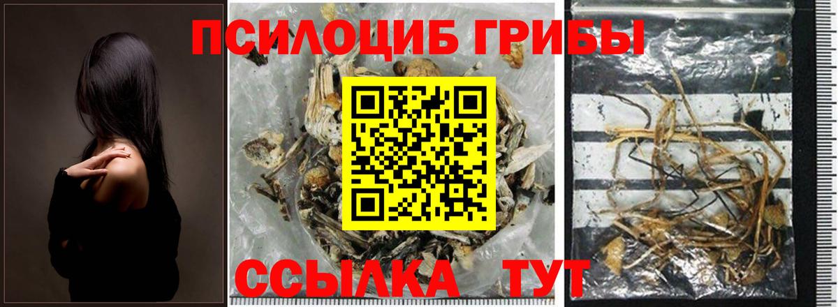Канаш  Псилоцибиновые грибы Psilocybe  Вход с VPN 
